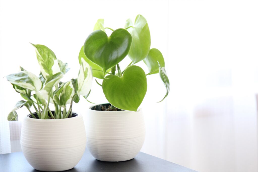 同じ観葉植物だけどの違いを見せている写真